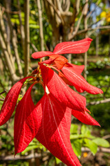 Mussaenda erythrophylla high quality image