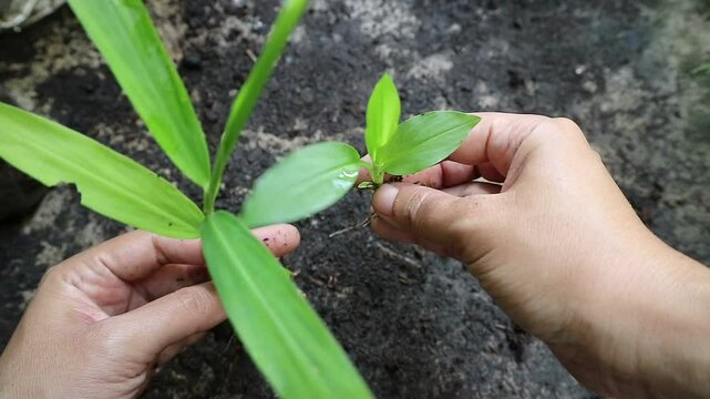 hands showing the differences between ginger and turmeric plants. the left hand is ginger roots. shoots of herbal plants.