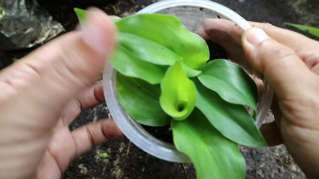 Hand holding Kaempferia galanga plant in a plastic pot. aromatic ginger leaves. sand ginger, cutcherry. one of four plants called galangal. showing the detail.