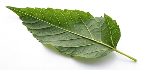 Obraz premium A solitary large green leaf on a white background with subtle shadows and depth, leafy, botanical