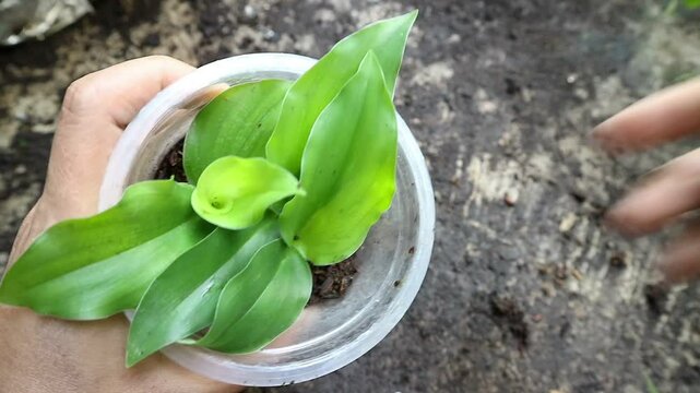 Hand holding Kaempferia galanga plant in a plastic pot. aromatic ginger leaves. sand ginger, cutcherry. one of four plants called galangal. showing the detail.