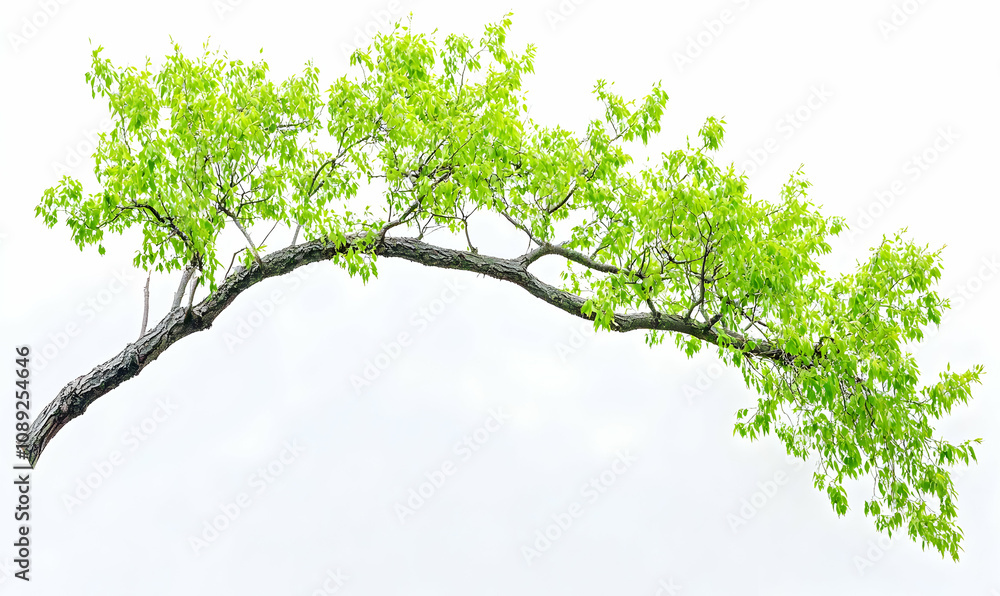 Poster lush green tree branch isolated on white background, perfect for design projects needing a natural e