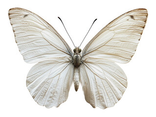 PNG Delicate white butterfly resting with open wings
