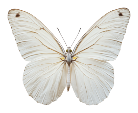 PNG Large white butterfly with intricate wing patterns