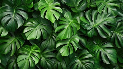 Obraz premium Close-up of vibrant tropical foliage featuring lush green leaves with rich textures and varied shades, showcasing nature's beauty in detail.