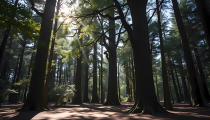 Majestic forest exploration nature reserve photography sunlit canopy landscape serenity and biodiversity