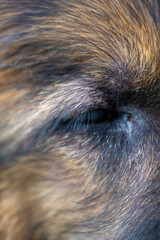 A close up of a dog's eye with a brown and black fur
