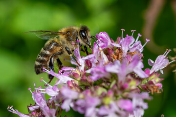 Biene auf Breitbl&auml;ttlichem Thymian