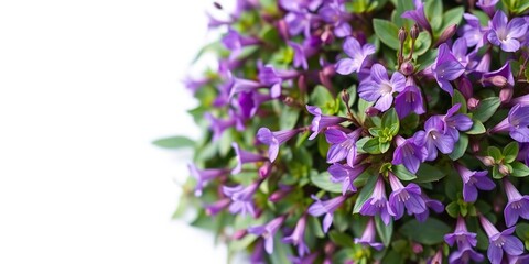 Fototapeta premium Creeping Bellflower Plant with Purple Flowers, periwinkle flowers, bellflower plant, creeping bellflower