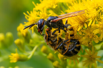 Bienenwolf hat eine Biene gefangen