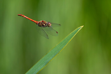 Fototapeta premium Große Heidelibelle im Anflug
