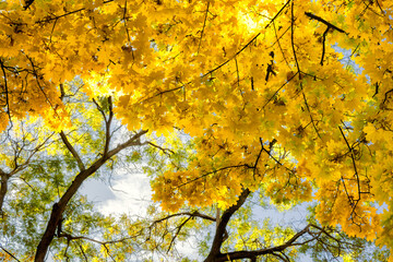 autumn leaves in the sky