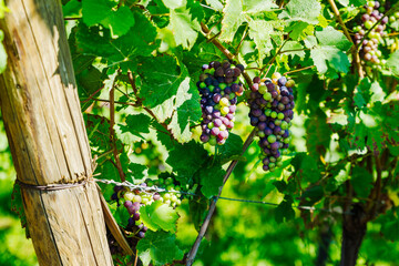 sunny slopes of the vineyard in Alsace