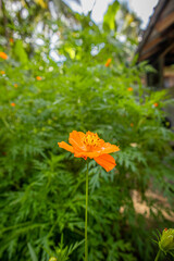 orange cosmos flower in the garden