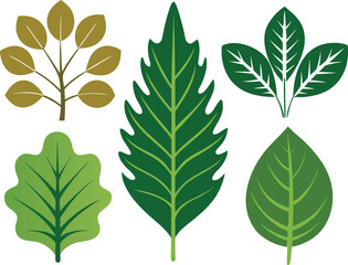 Vector Silhouette Icon Set of Oak and Summer Leaves in Green Tones