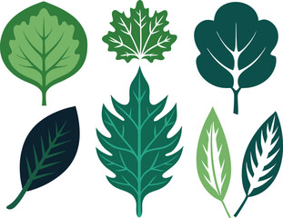 Vector Silhouette Icon Set of Oak and Summer Leaves in Green Tones