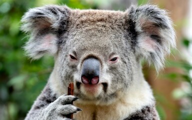 Obraz premium Koala eating eucalyptus. Adorable koala enjoys a eucalyptus leaf, symbolizing Australian wildlife and nature's beauty.