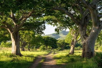 a path runs through a green landscape with large baobab trees under sunlight, leading towards distant hills