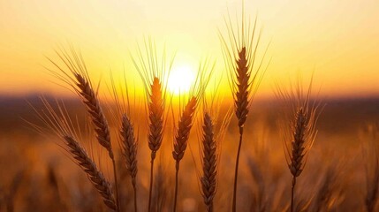 Fototapeta premium Silhouette of bearded wheat spikelets against a stunning sunset, showcasing vibrant hues and the serene beauty of nature in fading light.