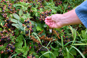 Picking Blackberries Ripening on the Bush. Picking fresh, ripening blackberries off the bush.


