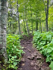 Green foliage covered footpath in the forest