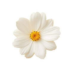 Obraz premium Pristine White Flower, Perfect for Spring Designs