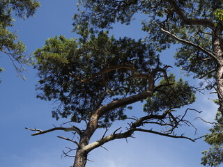 Majestic pine trees under a blue sky on a summer day, view from below