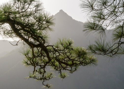 View of the mountains in the Caldera de Taburiente on the spanish island La Palma, with branches of the pine tree pinus canariensis in the foreground.