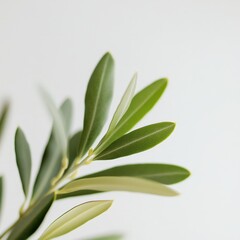 Obraz premium closeup of green leaves with a soft focus background for nature and plant enthusiasts