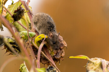portrait d'un rat des champs cherchant des graines sur une tige de tournesol, en automne, lumière naturelle