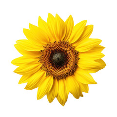Fototapeta premium Vibrant Close-up of a Single Sunflower, Cut Out