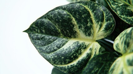 Naklejka premium Tropical houseplant leaf featuring rich dark green veining and a soft velvety texture, illuminated against a crisp white background.
