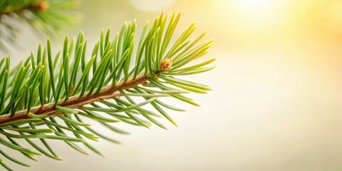 A Close-Up View of a Pine Branch with Delicate Green Needles and a Tiny Bud, Bathed in Warm Sunlight