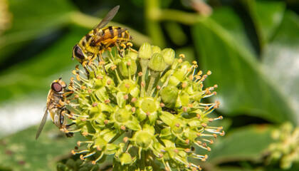 Le syrphe est une mouche ressemblant à une abeille