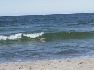 Fototapeta premium Sandy beach with waves and a boat on the horizon under a clear sky