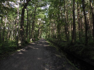Forest road among tall trees on a summer day with shadows and light