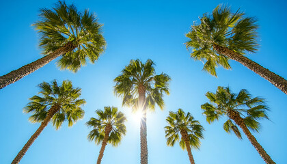 Fototapeta premium Sunlight streams through tall palm trees on a bright summer day