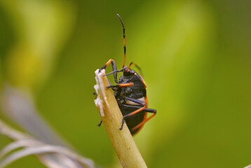 animalia insecta hemiptera familia largidae percevejo largus humilis