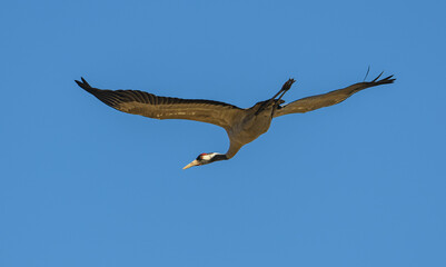 common Eurasian crane (Grus grus) in flight
