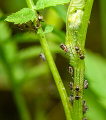 ants on a stem taking care of aphids