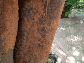 Termite nest on a mango tree. Termites eating tree wood. Trunk tree that has become infested with thousands of termites, insects and their larvae, which have filled the wood with tiny holes. 