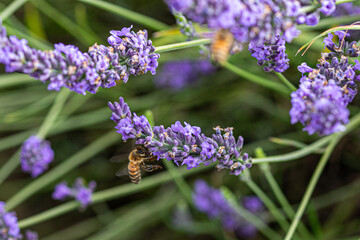 Obraz premium close up of lavender flowers