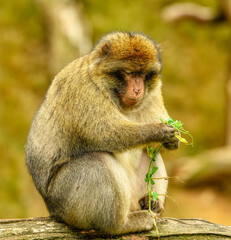 barbary macaque (Macaca sylvanus) picking green