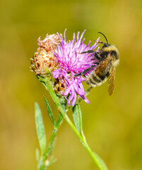 bumblebee (Bombus) on a pink flower