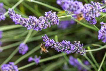 Obraz premium close up of lavender flowers