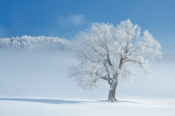 Fototapeta premium A solitary tree adorned with snow stands in a serene winter landscape, against a backdrop of clear blue skies and distant frosted hills.