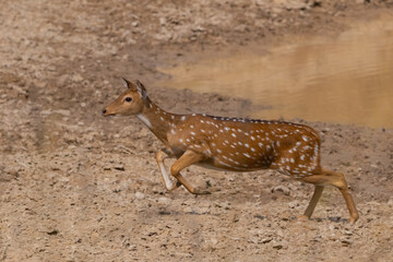 spotted deer running away image