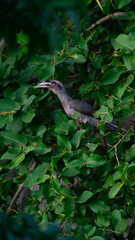 grey hornbill on a tree