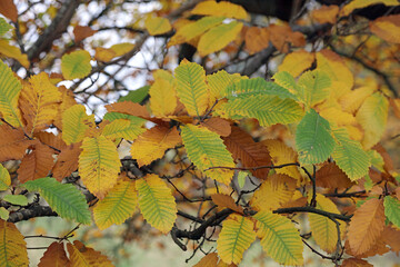 Macro image of Sweet Chestnut leaves in Autumn, Derbyshire England
