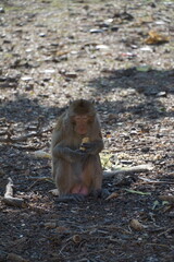 Monkey eating snack forest clearing wildlife photography natural habitat close-up animal behavior